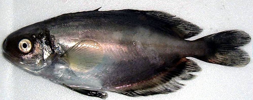 Psenes pellucidus_09.jpg